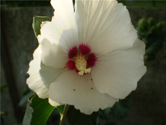 hibiskus